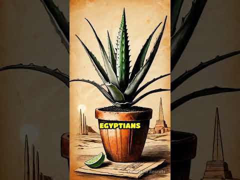Unlocking Ancient Herbal Secrets